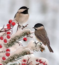 two small birds perched on top of a tree covered in snow and red berry berries