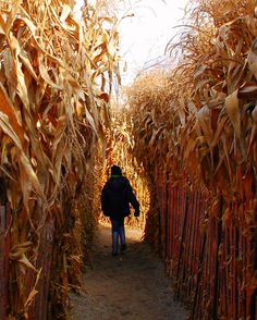 a person walking down a path between rows of corn stalks on either side of the fence