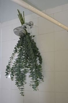 a shower head with plants hanging from it's side