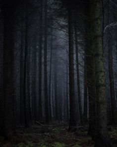 a dark forest filled with lots of trees