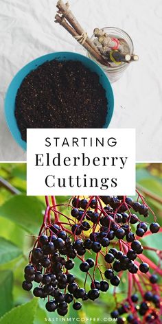 elderberry cuttings with text overlay reading starting elderberry cuttings