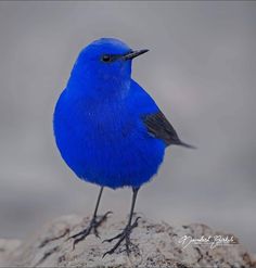 a blue bird is standing on a rock