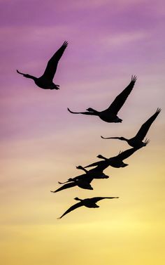 several birds flying in the sky at sunset