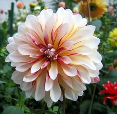 a large white and pink flower with lots of flowers in the back ground behind it