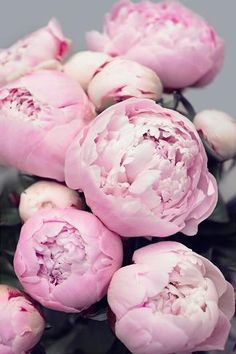 a bunch of pink peonies sitting on top of each other in front of a gray background