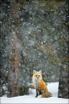 a fox sitting in the snow with trees behind it