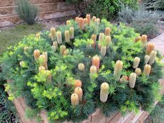 a garden filled with lots of green plants