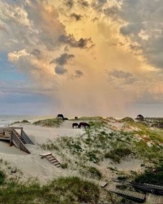 horses graze on the sand dunes near the ocean under a cloudy sky with sunbeams