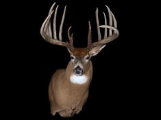 a white - tailed deer with large antlers on it's head is photographed against a black background