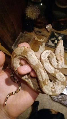 a person holding a large snake in their hand with other items on the table behind them