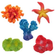 four different types of sea plants on a white background