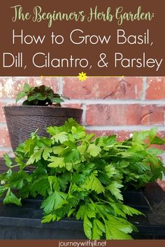 the beginner's herb garden how to grow basil, dill, cilantro and parsley