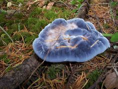 a blue mushroom sitting on the ground in the woods