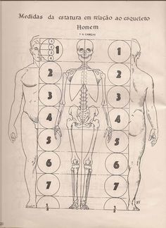 diagram of the human body and its major functions in spanish language, with numbers on each side