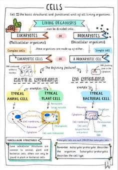 the cell diagram shows different types of cells and how they are used to describe them