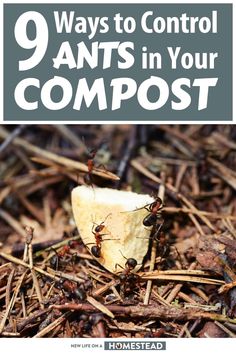 an image of ants in the ground with text that reads 9 ways to control ants in your compost