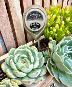 Succulents with a succulent soil meter stuck into the soil Water Succulents, How To Water Succulents, Succulent Soil, Succulents Indoor, The Soil, Potting Soil, All Love, Grow Lights, Drought Tolerant