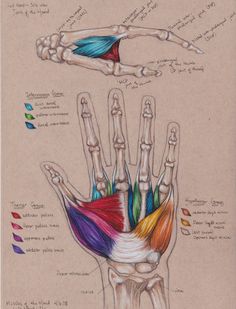 a drawing of the hand and wrist muscles