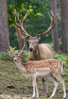 two deer standing next to each other in the woods