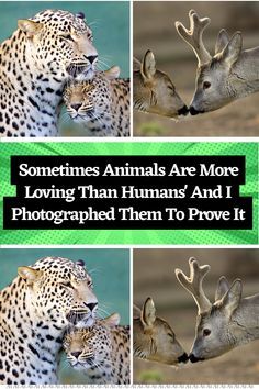 some animals are more loving than humans and i photographed them to prove it by