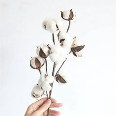 a hand holding cotton plant with white background