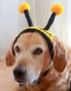 a dog wearing a bee hat with pom poms on it's ears