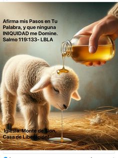 a baby lamb is being fed from a bottle by a person's hand, with the caption affirma mis pasos en tu pabor, que niguna