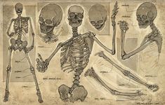 an old skeleton diagram shows the different bones