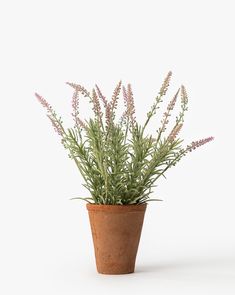 a small potted plant with purple flowers in it on a white background, ready to be used as a decoration