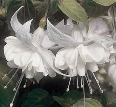 white flowers with green leaves in the background