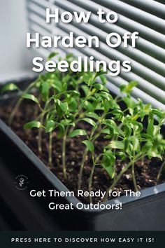 plant seedlings in a black container on a windowsill, text overlay reads: how to harden off seedlings, get them ready for the great outdoors! Press here to discover how easy it is. Hardening Off Seedlings, Seedlings Indoors, Mini Greenhouse, Cold Frame