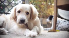 a white dog laying on the ground with a stick in it's mouth and two other dogs behind him