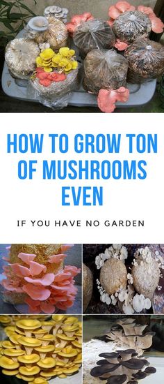 how to grow top of mushrooms even if you have no garden in the house or yard