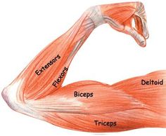 the muscles are labeled in this diagram