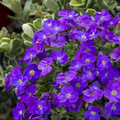 purple flowers are blooming in the garden