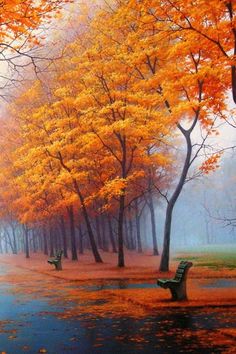 an image of autumn trees in the rain