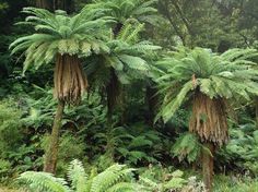 some very pretty trees and plants in the woods