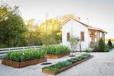 an outdoor garden with various plants and trees in the background, along with a white house