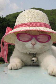 a white cat wearing pink sunglasses and a hat