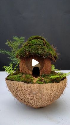 a birdhouse made out of coconut shell with moss growing on the roof and inside