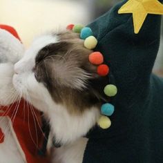 a cat is wearing a christmas hat with pom poms