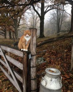 an orange and white cat sitting on top of a wooden fence next to a trash can