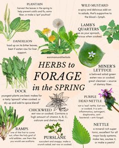 Spring Foraging, Cottagecore Living, Wild Food Foraging, Foraging Recipes, Herbs Garden