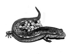 a black and white photo of a lizard with bubbles on it's back legs