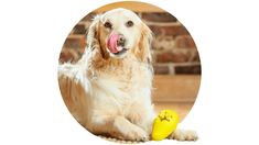 a golden retriever laying on the floor with a banana in front of it's mouth