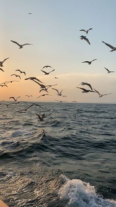 a flock of seagulls flying over the ocean at sunset