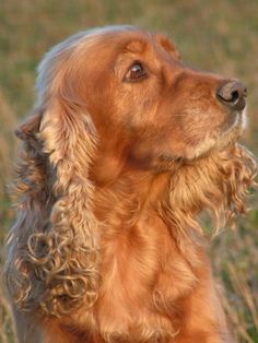 a brown dog sitting in the grass looking up