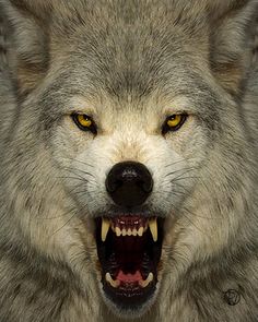 a wolf with its mouth open and it's teeth wide open, showing yellow eyes