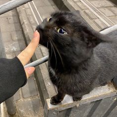 a black cat is being fed by someone