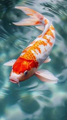 an orange and white koi fish swimming in the blue water with ripples on it's surface